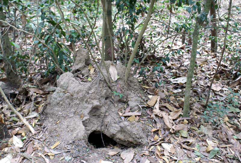 Hole under a termite mound is the entrance to the tunnels