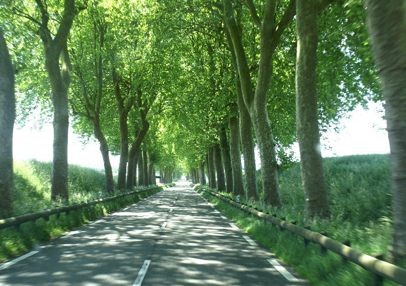 Tree dappled country road