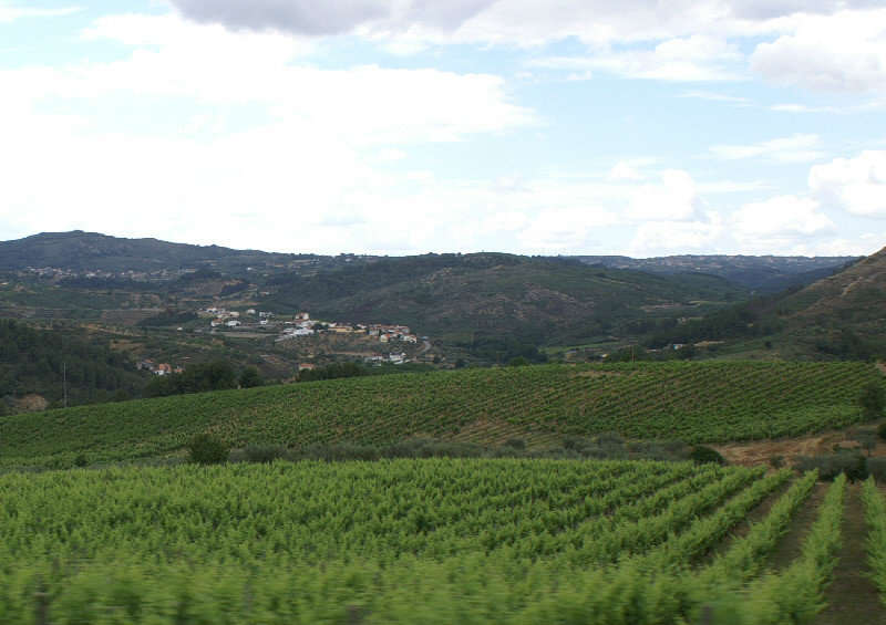 Vineyards started to appear as we got further inland.