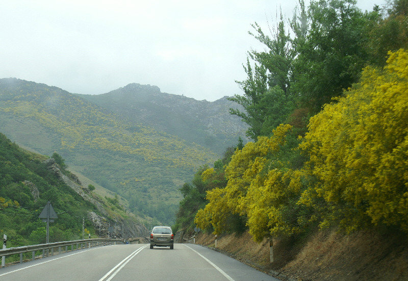Braganca to Ribadesella - a very yellow stretch of road, broom everywhere