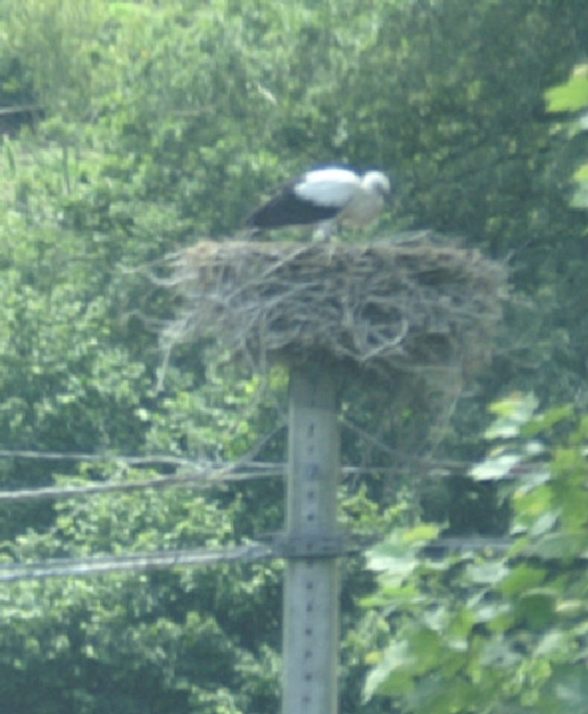 I spotted a nesting stork. Best photo I could manage as we shot past in Tandy