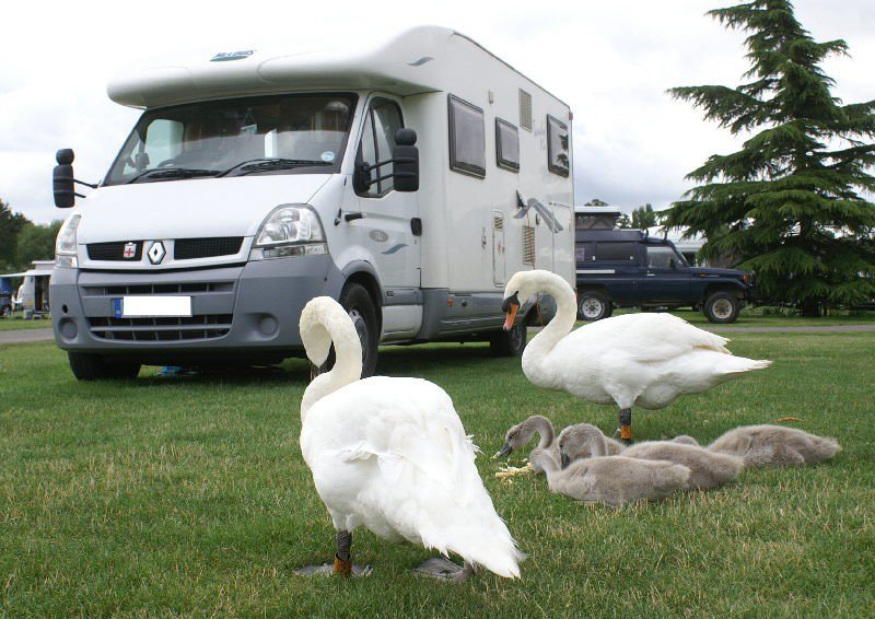 Stratford Campsite Swan Family