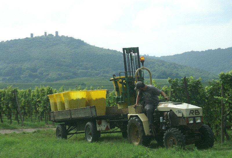 Collecting the grapes in Equisheim