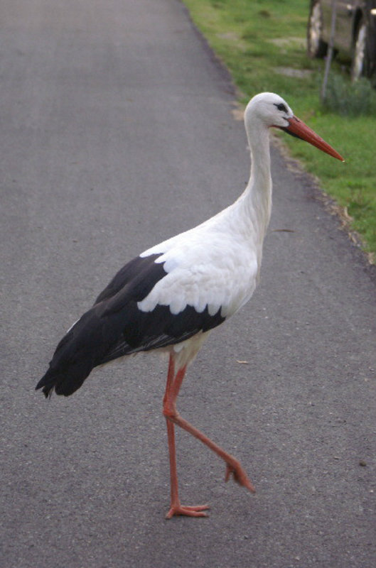 Campsite stork