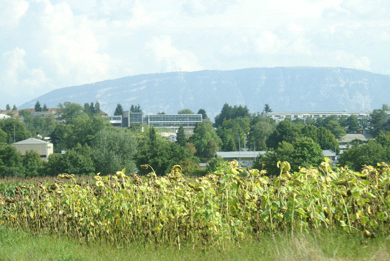Don't expect to find sunflowers 2 miles out of Geneva but there you are !