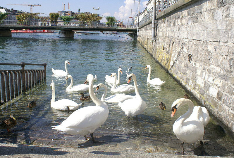 Geneva swans