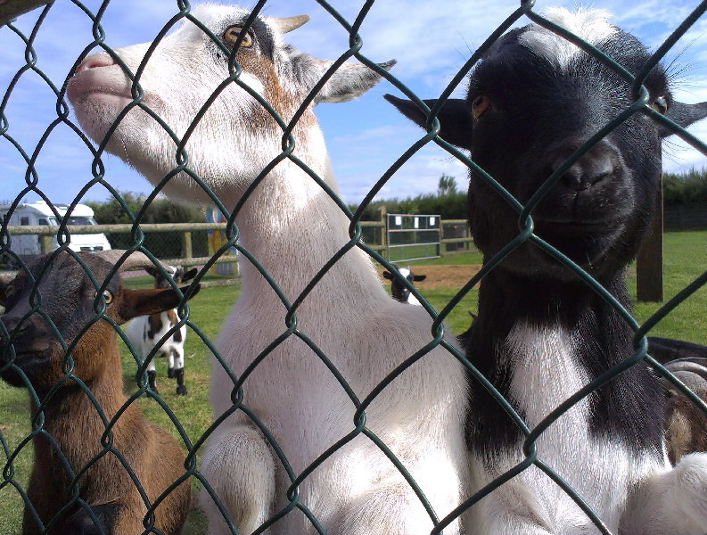 Campsite goats