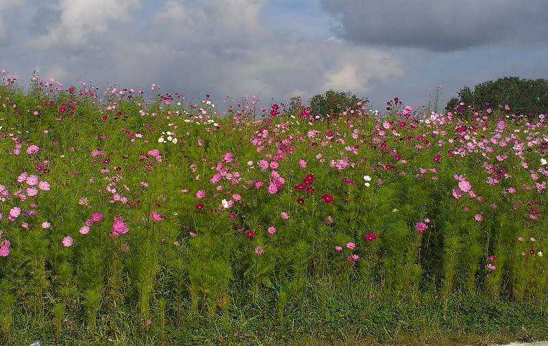 Love the wild planting of Cosmos we find throughout France