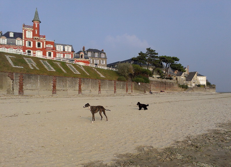 Le Crotoy beach and some handy dogs in the foreground 