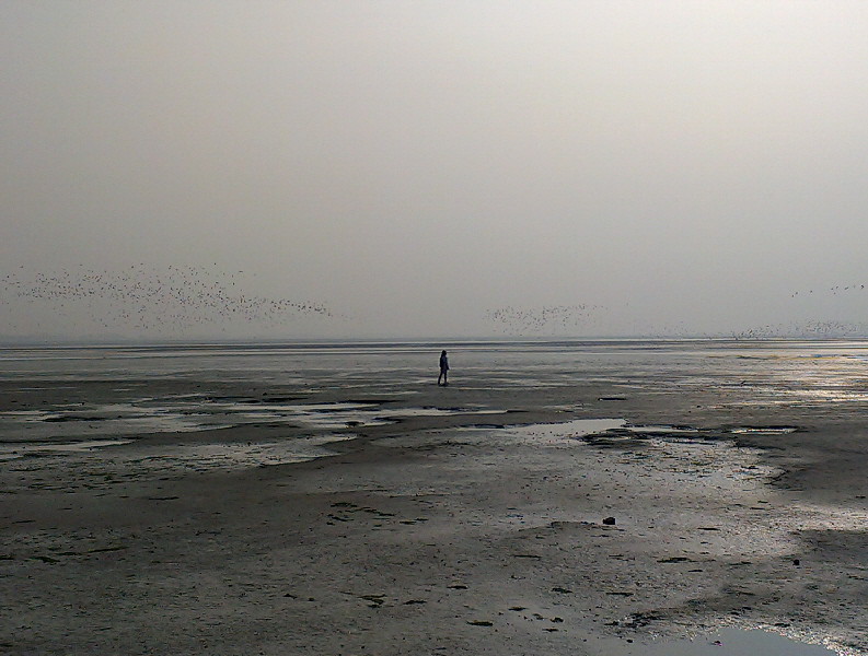 Birds swarming over the Somme Estuary