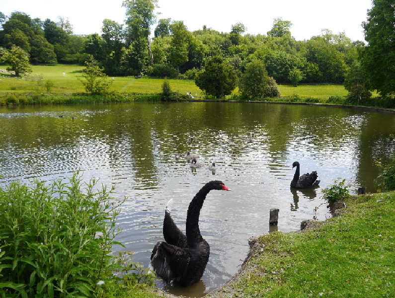 Chartwell black swans on the lake