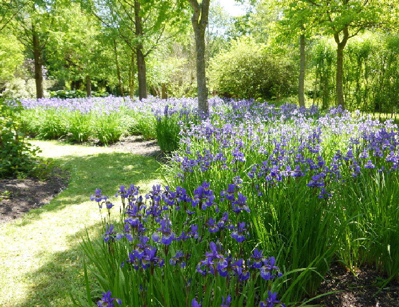  Leeds Castle - a massive display of lovely blue iris