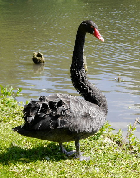 Leeds Castle Black Swan