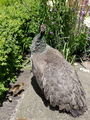  Leeds Castle - look closely this ~Peahen has two babies by her side