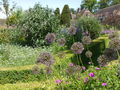  Leeds Castle formal gardens with aliums and forget-me-nots