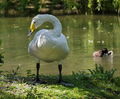  Leeds Castle - guarding his mate who is on a nest  beside him