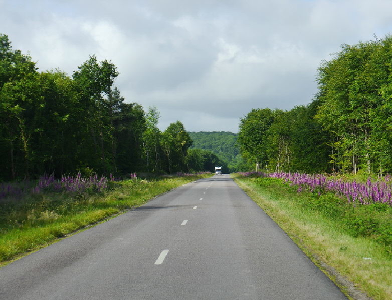 Roads lined with foxgloves