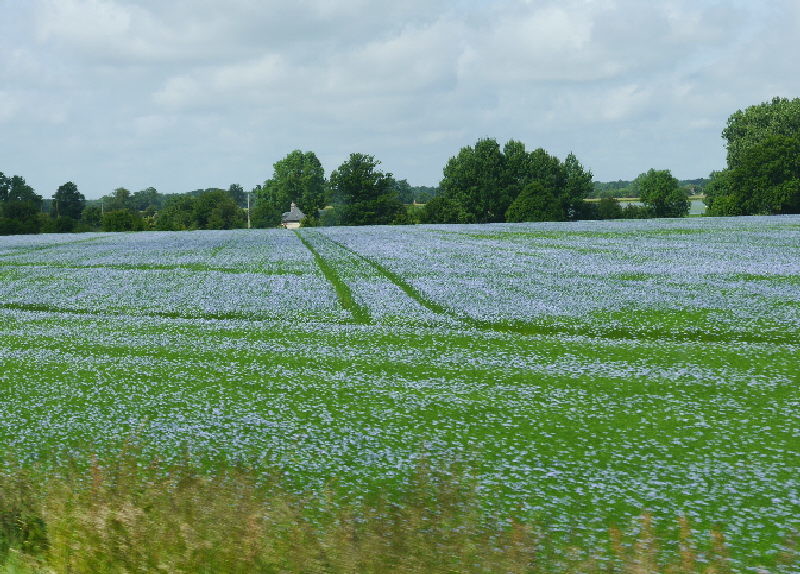 Fields of Linseed