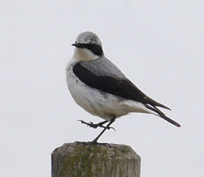 Northern Wheatear. Friendly chap, look how he is waving to me.