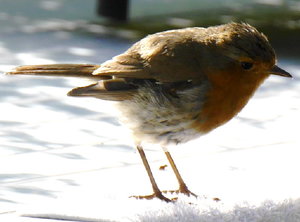 Baby Robin's Mum popped in to say goodbye as we were leaving the Concarneau campsite