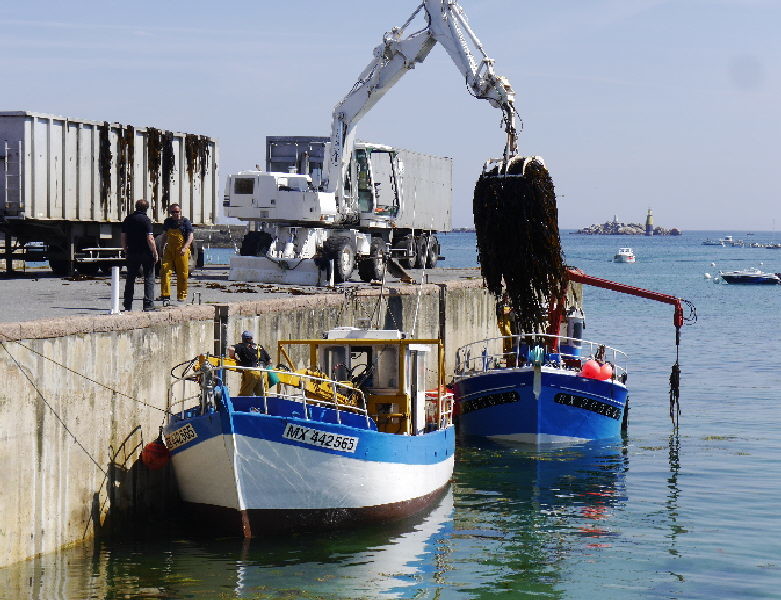 Roscoff - collecting seaweed - a major crop in this region