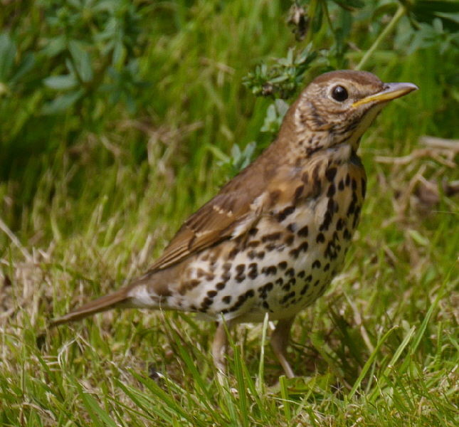 Our young thrush