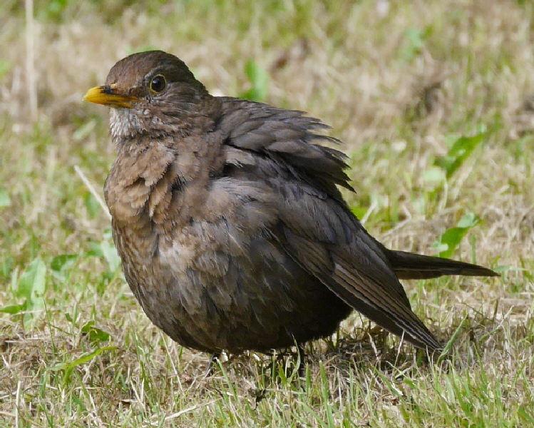 Baby Blackbird waiting to be fed but quite happy to eat the seed I put out when his Dad wasn't watching