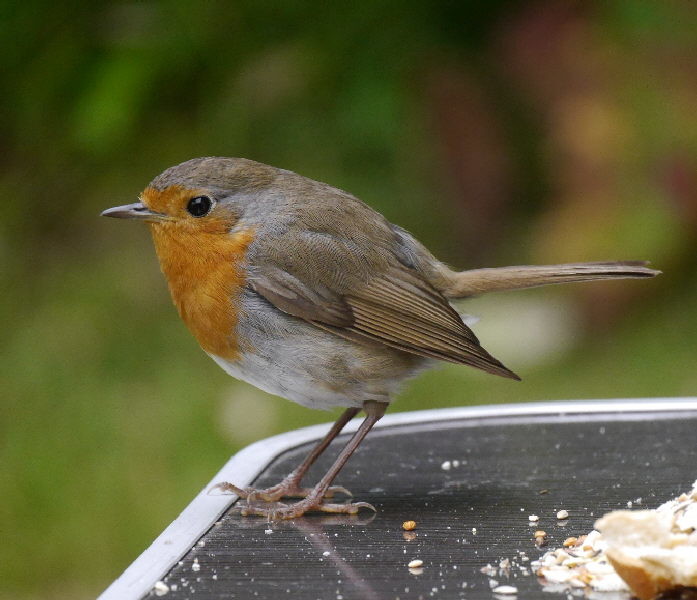 Very tame robin who ate from the little table right beside me