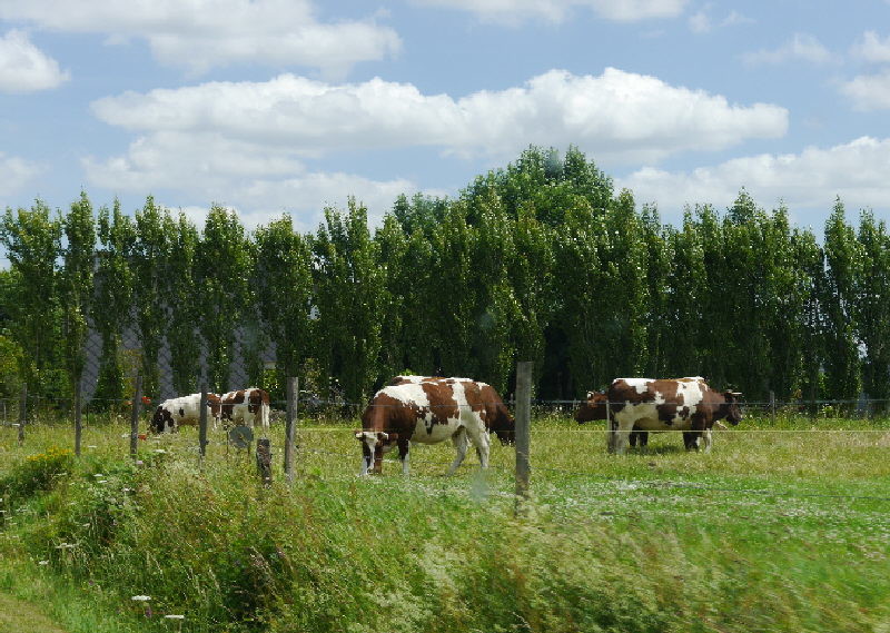 Normandy cattle