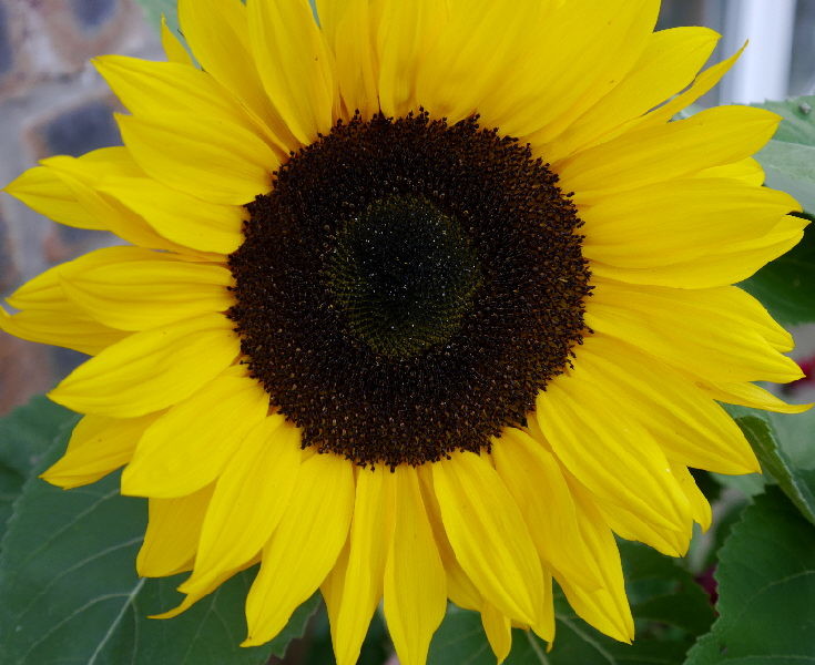 The sunflowers are only just out in the garden - this one waved as we left at 5am