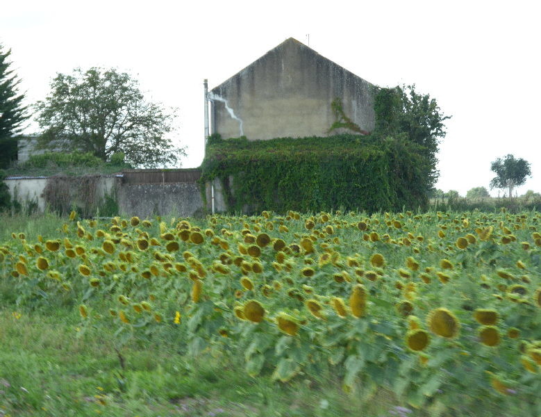 Sad looking Sunflowers bending their pretty heads waiting for the chop