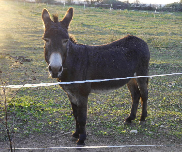 A very classic looking Ile de Re donkey. We heard him braying later from our campsite pitch a quarter of a mile away 