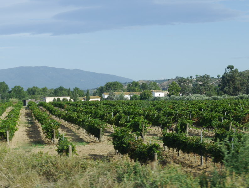 Vineyards heading for Nimes