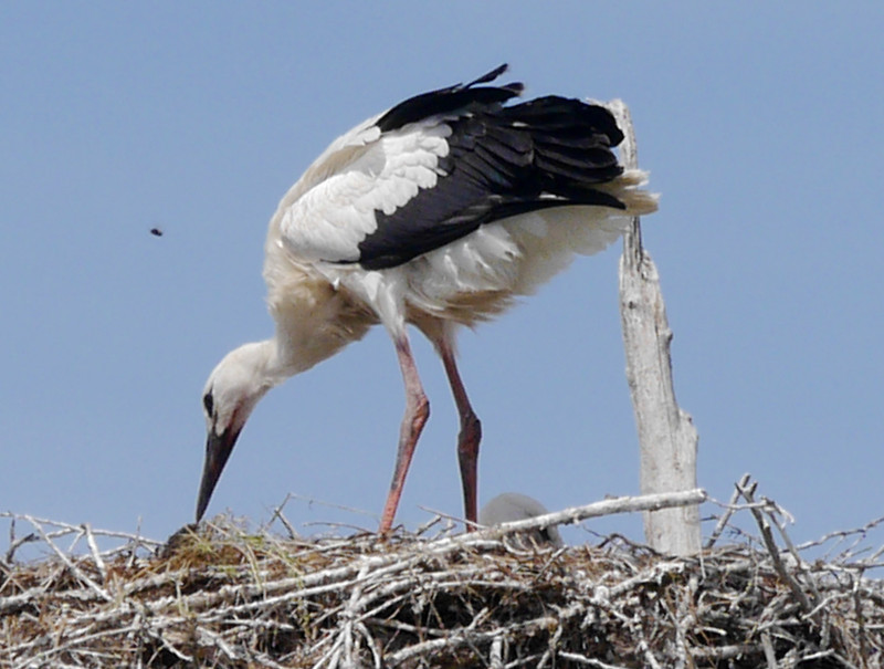 160619 Chatelaillon plage storks (60)