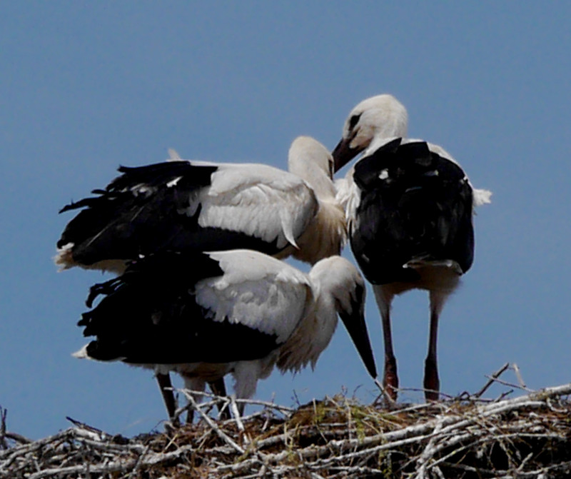 160619 Chatelaillon plage storks (107)