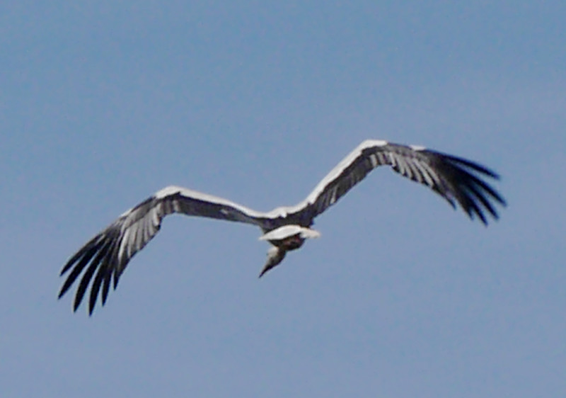 160619 Chatelaillon plage storks (110)