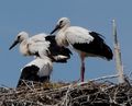 160619 Chatelaillon plage storks (103)