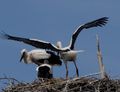 160619 Chatelaillon plage storks (105)