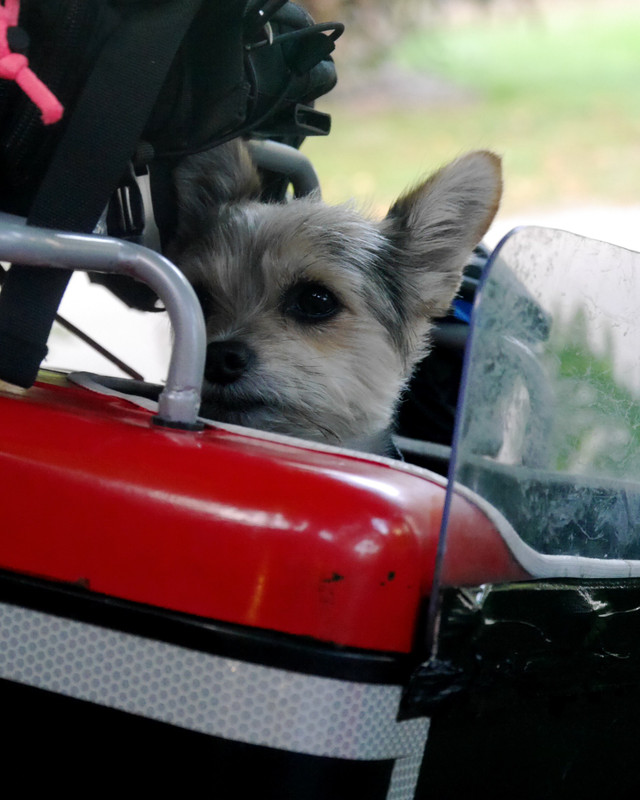 This little dog travels in a box at the back of a lady's motorbike. Box is complete with visor and a cover. Most oddly we met her again at the next campsite, 400 km away. That was a surprising coincidence but you can't mistake a travelling dog like that o