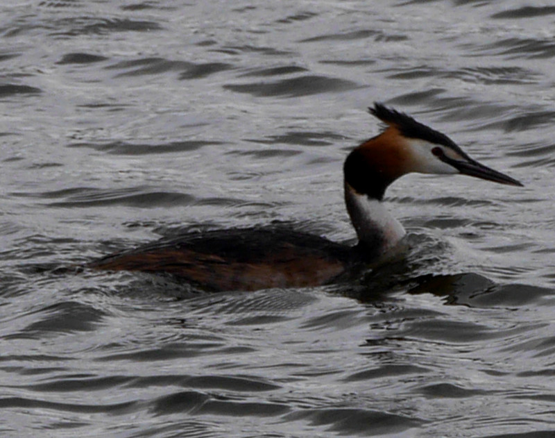A grebe - fast moving - the wind was behind it !