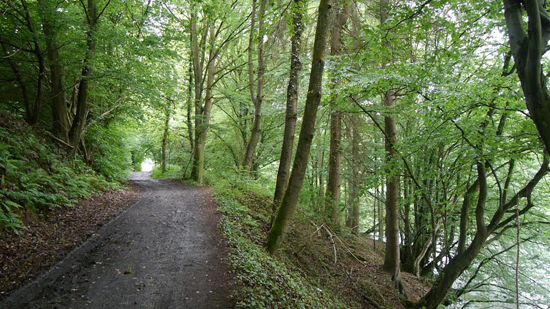 A walk through the trees along the Webber river
