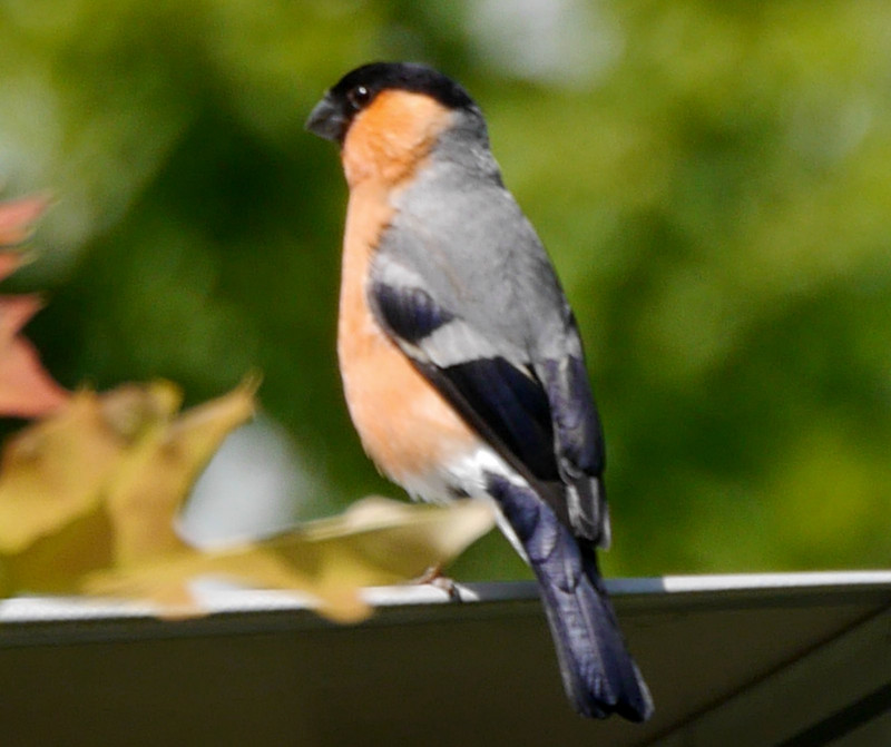 Bullfinch - visiting my 'bird table' as I always bring some bird food with me in case we have a suitable spot on the pitch for it.
