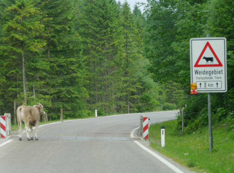 Well it did say there were cows in the road