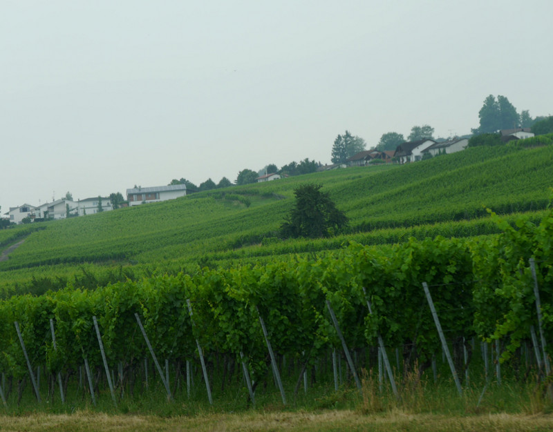 Beginning of the vineyard region