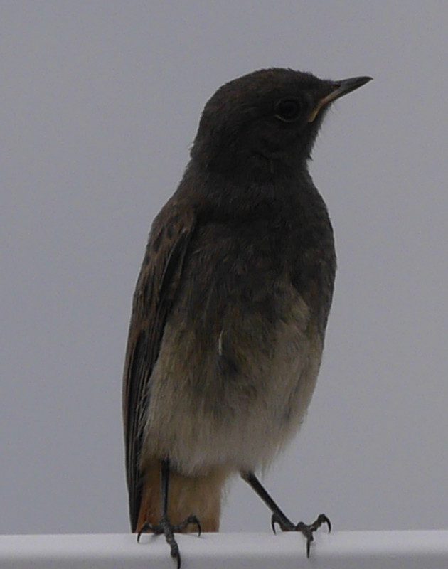 Female  or young Blackstart