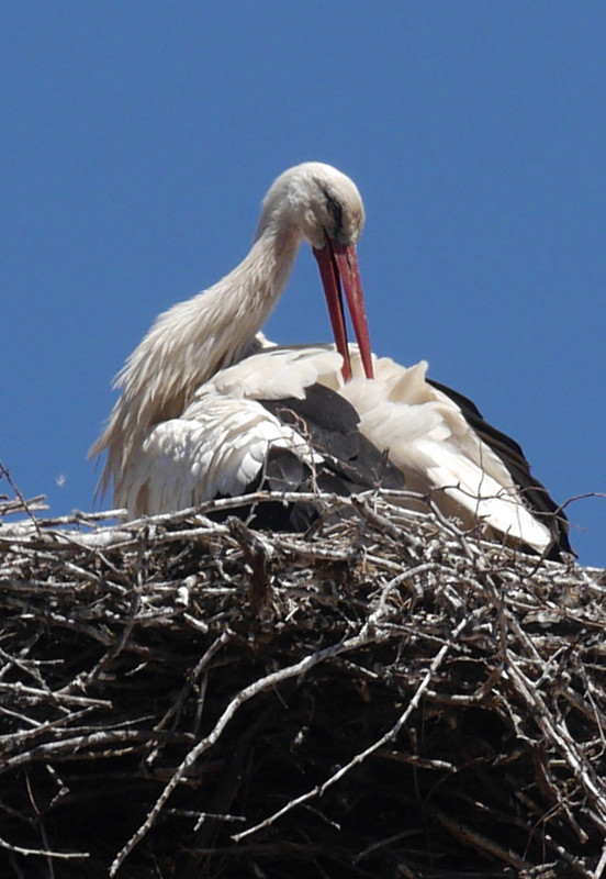 Chatenois storks