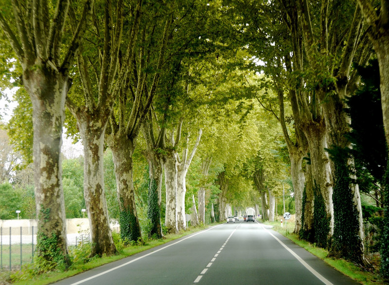 Arch of Gascony trees