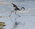 Young Flamingo taking flight