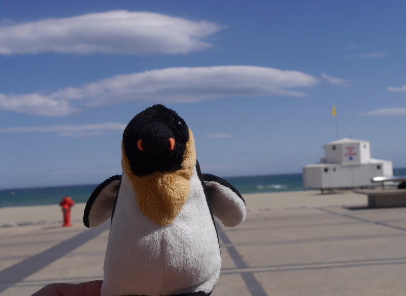 Little Penguin watching the sand blow across Canet-Plage 