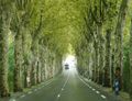 Rather a good tree tunnel